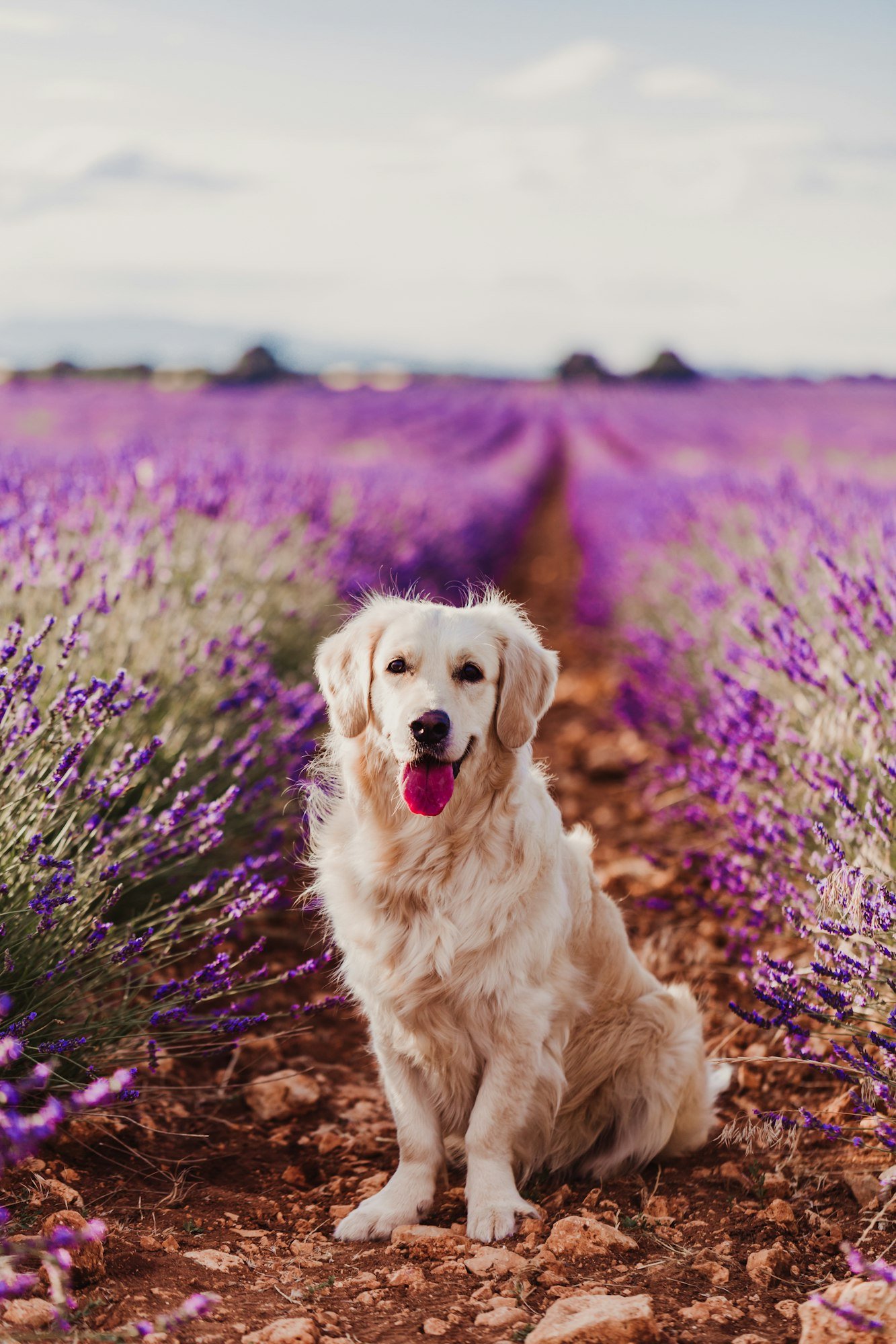 beautiful Golden Retriever dog in purple lavender field at sunset. Pets in nature and lifestyle